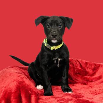 Labrador Retriever Dogs Available for Adoption - Jasper | PetCurious