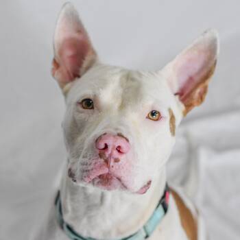 BB -  American Bulldog Dog for Adoption in Defuniak Springs, Florida - BB | PetCurious