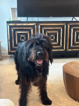 Labrador Retriever and Poodle Dogs Available for Adoption in Heber City, Utah - Benny | PetCurious