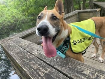 Rescue Mixed Breed Dogs for Adoption in West Chester, Pennsylvania - Chico | PetCurious