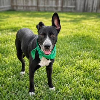 Miley -  Cattle Dog and Mixed Breed Dog for Adoption in Houston, Texas - Miley | PetCurious