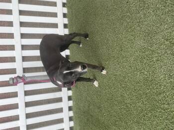 Pit Bull Terrier and Mixed Breed Dogs Available for Adoption - A607976 | PetCurious