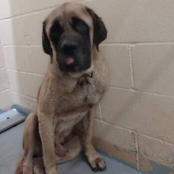 Michi -  Mixed Breed Dog for Adoption in Lufkin, Texas - Michi | PetCurious