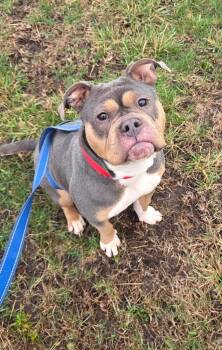 Reese -  Pit Bull Terrier and Mixed Breed Dog for Adoption in Effingham, Illinois - Reese | PetCurious