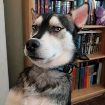Nicolai -  Siberian Husky Dog for Adoption in Sumter, South Carolina - Nicolai | PetCurious
