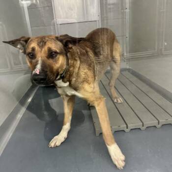 German Shepherd Dog and Mixed Breed Dogs Available for Adoption in Galax, Virginia - Pancake | PetCurious
