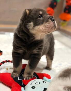 Nickey -  Shar Pei Dog for Adoption in Norco, California - Nickey | PetCurious
