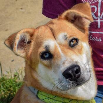 Azriel -  German Shepherd Dog and Husky Dog for Adoption in Huntley, Illinois - Azriel | PetCurious