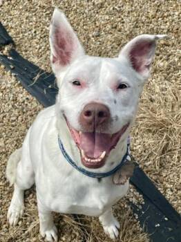 Rescue Siberian Husky and Pit Bull Terrier Dogs for Adoption in Chesapeake, Virginia - Riley | PetCurious