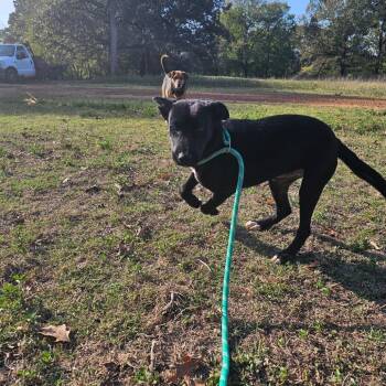 Brooklane -  Black Labrador Retriever Dog for Adoption in Wadena, Minnesota - Brooklane | PetCurious