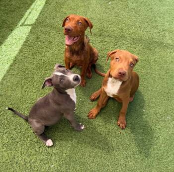 Cappuccino (Cappy) -  Vizsla and American Staffordshire Terrier Dog for Adoption in Phoenix, Arizona - Cappuccino (Cappy) | PetCurious