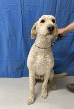 Standard Poodle and Labrador Retriever Dogs Available for Adoption in Mccook, Nebraska - Zeke | PetCurious