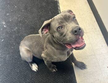 Rescue Pit Bull Terrier and Weimaraner Dogs for Adoption in Rock Springs, Wyoming - Misty | PetCurious