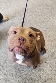 Roxy -  American Bully Dog for Adoption in Zimmerman, Minnesota - Roxy | PetCurious
