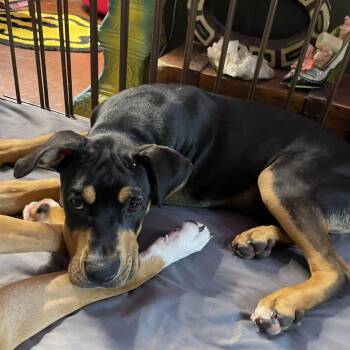 Rescue Rottweiler and American Staffordshire Terrier Dogs for Adoption in Haslet, Texas - Scooby | PetCurious