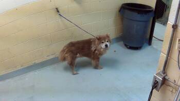 Chow Chow Dogs Available for Adoption in Tulsa, Oklahoma - MEIN | PetCurious