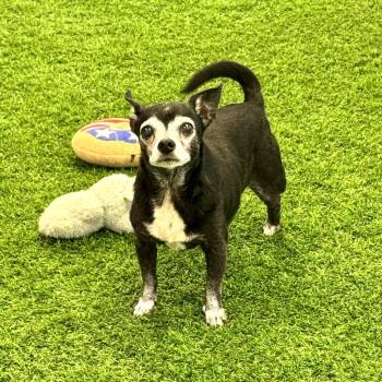 Jasper -  Chihuahua Dog for Adoption in Huntsville, Alabama - Jasper | PetCurious
