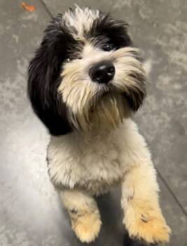 Skipper -  Shih Tzu Dog for Adoption in Henderson, North Carolina - Skipper | PetCurious