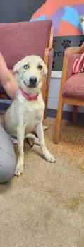 Amyl -  Mixed Breed and Australian Shepherd Dog for Adoption in Brownwood, Texas - Amyl | PetCurious