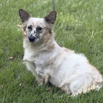 Sina -  Australian Cattle Dog Blue Heeler Dog for Adoption in Locust Fork, Alabama - Sina | PetCurious