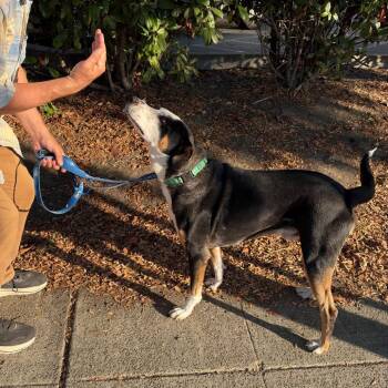 DOMINGO -  Hound and Mixed Breed Dog for Adoption in Richmond, California - DOMINGO | PetCurious