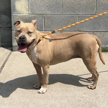 Jewel -  Pit Bull Terrier Dog for Adoption in Newark, New Jersey - Jewel | PetCurious