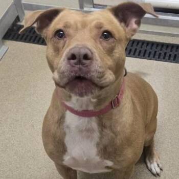 Rhoney -  Mixed Breed and Pit Bull Terrier Dog for Adoption in Salt Lake City, Utah - Rhoney | PetCurious