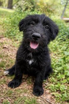 Poodle and Shepherd Dogs Available for Adoption - Belle | PetCurious