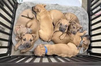 Mixed Breed Dogs Available for Adoption in Hobart, Indiana - Aaron Burr | PetCurious