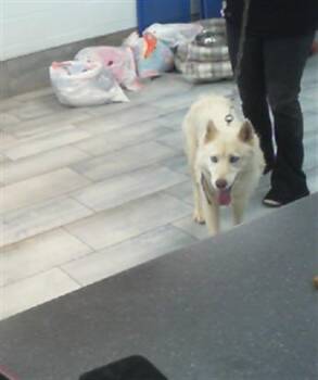 Siberian Husky Dogs Available for Adoption - A1261015 | PetCurious