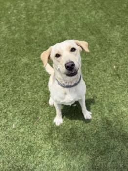 Luna - 2 -  Labrador Retriever and Mixed Breed Dog for Adoption in Daytona Beach, Florida - Luna - 2 | PetCurious