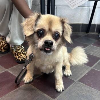 Tyson -  Mixed Breed Dog for Adoption in New York, New York - Tyson | PetCurious