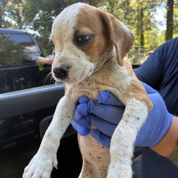 Truffle -  Terrier Dog for Adoption in Chattanooga, Tennessee - Truffle | PetCurious