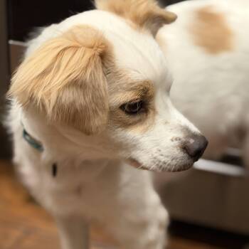 Buddy -  Spaniel and Chihuahua Dog for Adoption in Coachella, California - Buddy | PetCurious