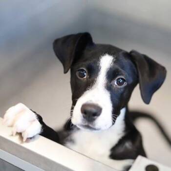 Labrador Retriever and Mixed Breed Dogs Available for Adoption in Atlanta, Georgia - Happy | PetCurious