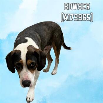 Rescue Pit Bull Terrier and Mixed Breed Dogs for Adoption in Tulsa, Oklahoma - BOWSER | PetCurious