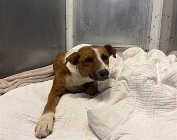 A176603 -  Mixed Breed Dog for Adoption in Santa Fe, New Mexico - A176603 | PetCurious
