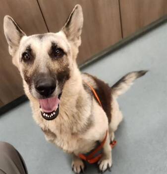 Rescue German Shepherd Dog Dogs for Adoption in Baytown, Texas - MIA | PetCurious