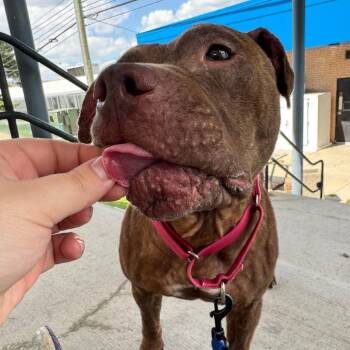 Paris Hilton -  Mixed Breed Dog for Adoption in Dearborn, Michigan - Paris Hilton | PetCurious