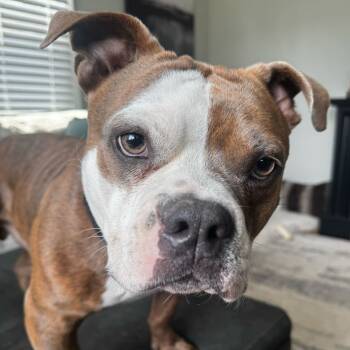 Rescue English Bulldog and Mixed Breed Dogs for Adoption in Richmond, Virginia - Reuben | PetCurious
