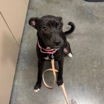 Kanga -  Mixed Breed Dog for Adoption in Dickinson, Texas - Kanga | PetCurious