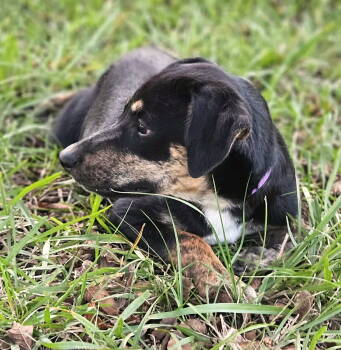 Rescue Feist Dogs for Adoption in South Kingstown, Rhode Island - Twig Wiggins | PetCurious