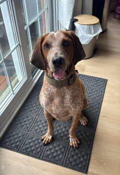 English Coonhound Dogs Available for Adoption in North Bay, Ontario - Judah | PetCurious