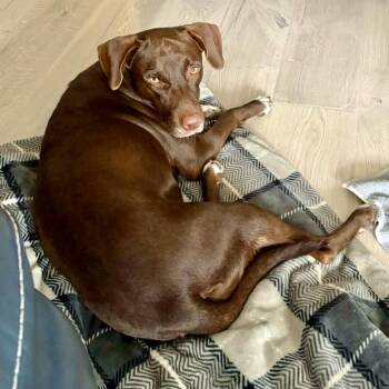 Chocolate Labrador Retriever Dogs Available for Adoption in Longview, Texas - Worthy Cheyenne | PetCurious