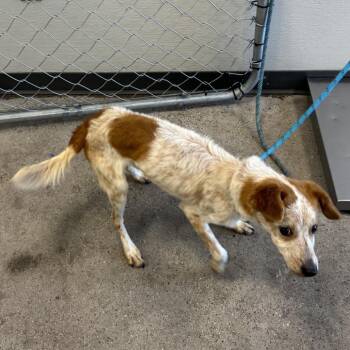 Django -  Mixed Breed Dog for Adoption in Las Cruces, New Mexico - Django | PetCurious