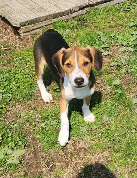 Labrador Retriever and Hound Dogs Available for Adoption in Liberty Center, Ohio - Dove | PetCurious