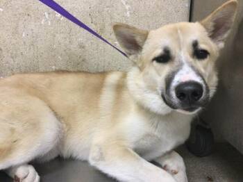 Siberian Husky and Mixed Breed Dogs Available for Adoption - CREAM PUFF | PetCurious