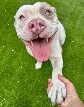 Mixed Breed Dogs Available for Adoption in Jacksonville, Florida - BUBBA ZEUS | PetCurious