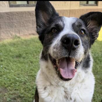 Apollo -  Cattle Dog and Great Pyrenees Dog for Adoption in Atlanta, Georgia - Apollo | PetCurious