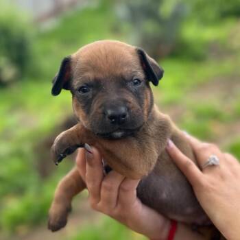 German Shepherd Dog and Pit Bull Terrier Dogs Available for Adoption in San Diego, California - Ajax | PetCurious